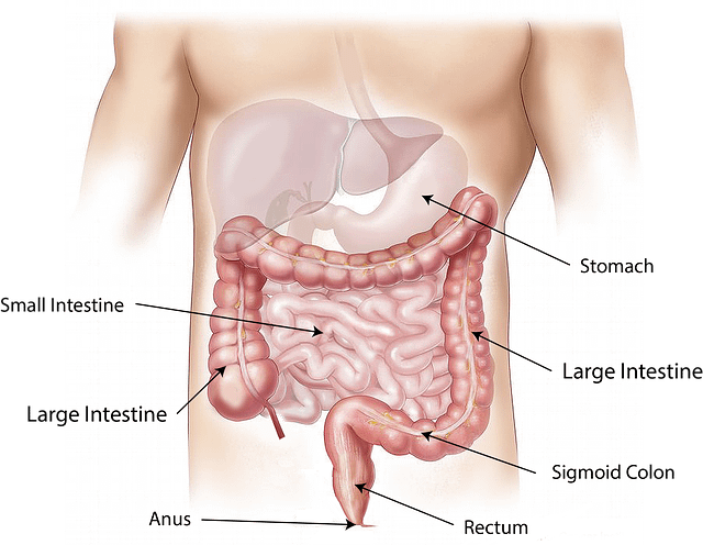 gastroenterology_1